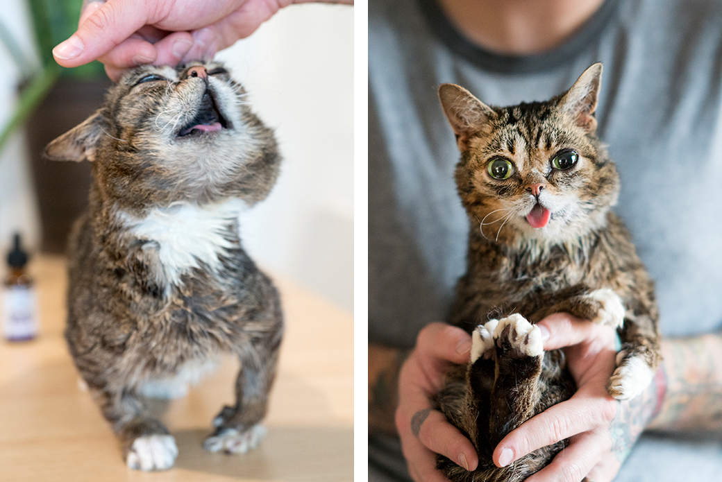 Lil bub and Mike