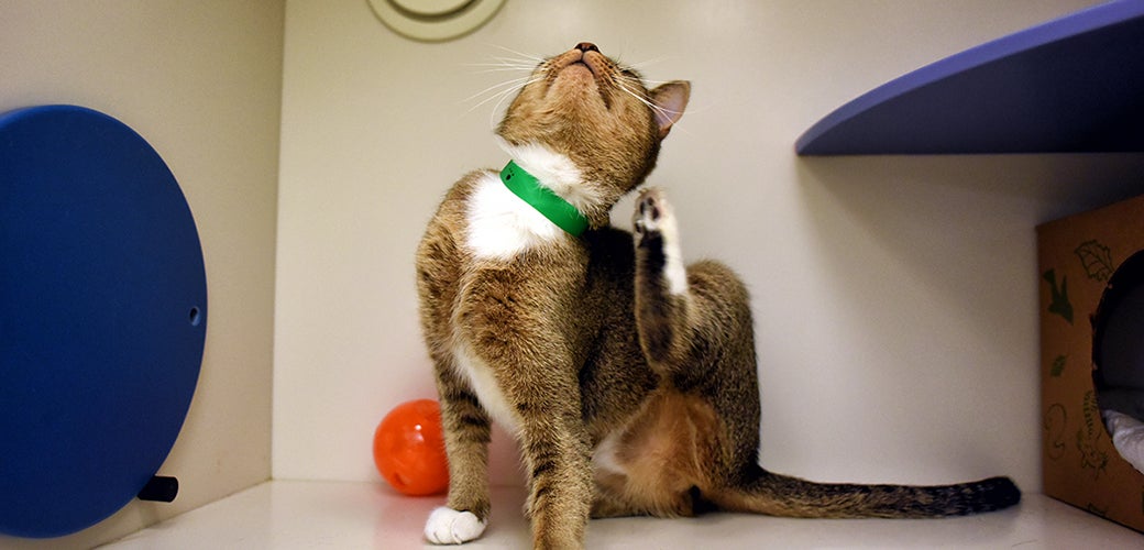 What You Need to Know About Lyme Disease ASPCA