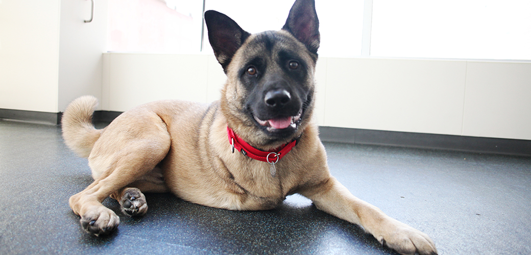 a tan dog with 3 legs laying down