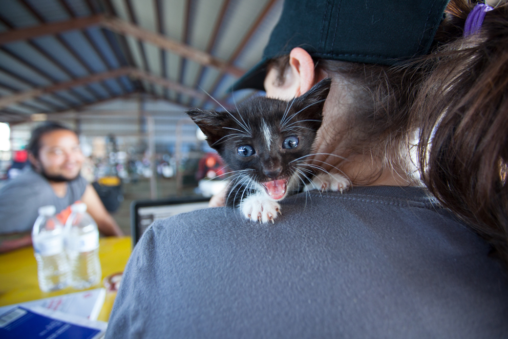 a smiling kitten on a responder's shoulder