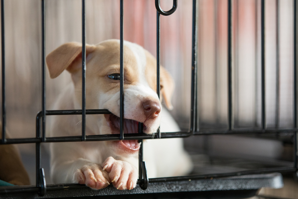 a puppy chewing on its crate