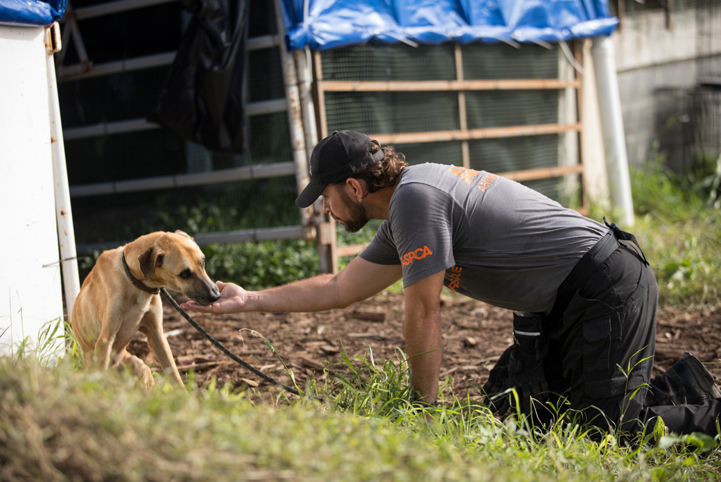 a responder reaching out to a lost dog