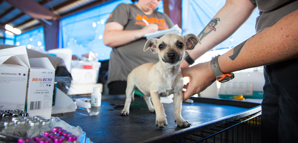 EXCLUSIVE PHOTOS: Inside Our Emergency Shelter for Animal Victims of  Hurricane Maria | ASPCA