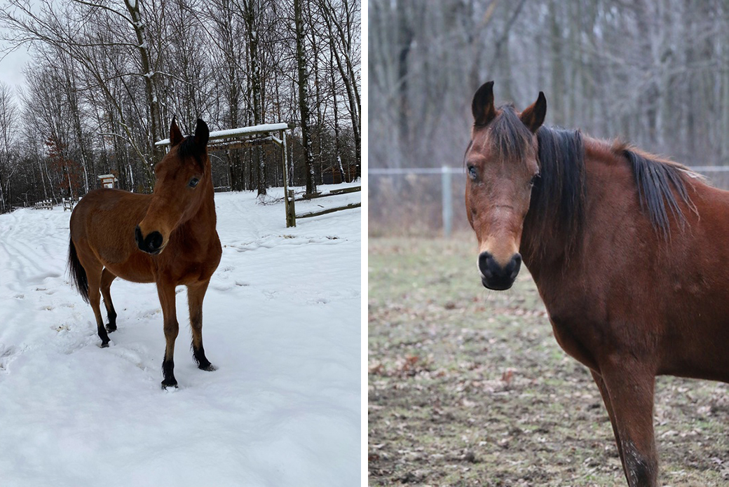 two images of a dark brown horse with black feet, mane, and nose outside