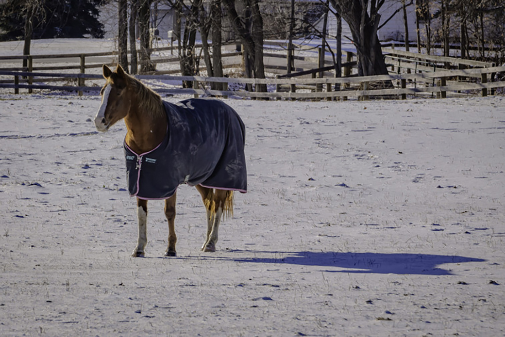 a light brown horse with white markings on its face and legs wearing a coat in a snow cover corrale