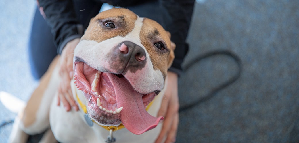 a happy pitbull