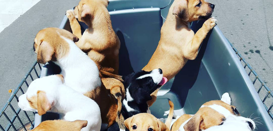 Puppies going on a walk in a tub