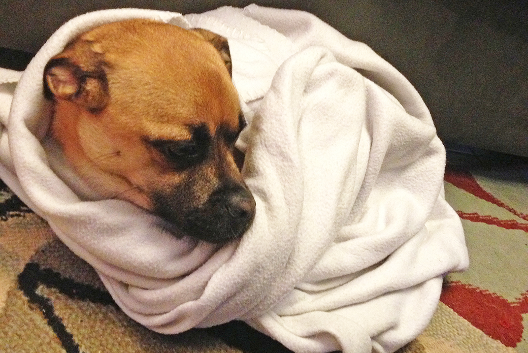Beloved Puggle Undergoes Life-Saving Surgery after Being Struck by a Car