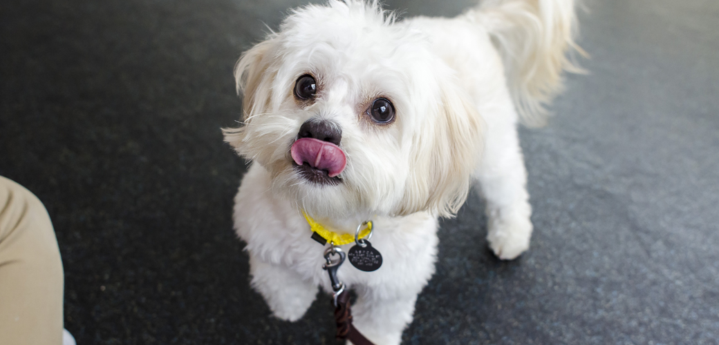 small dog licking its nose