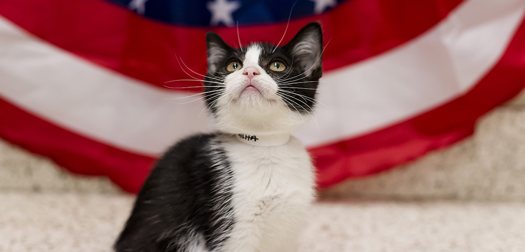 a kitten and an american flag