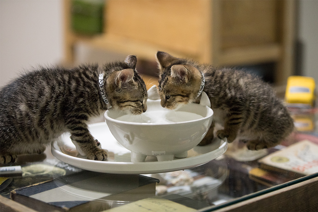 two kittens drinking water