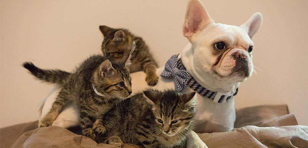 Nono and his foster kittens