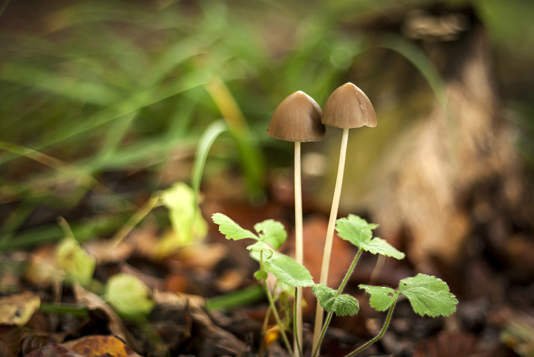 Conocybe sp. commonly known as “magic mushrooms.”