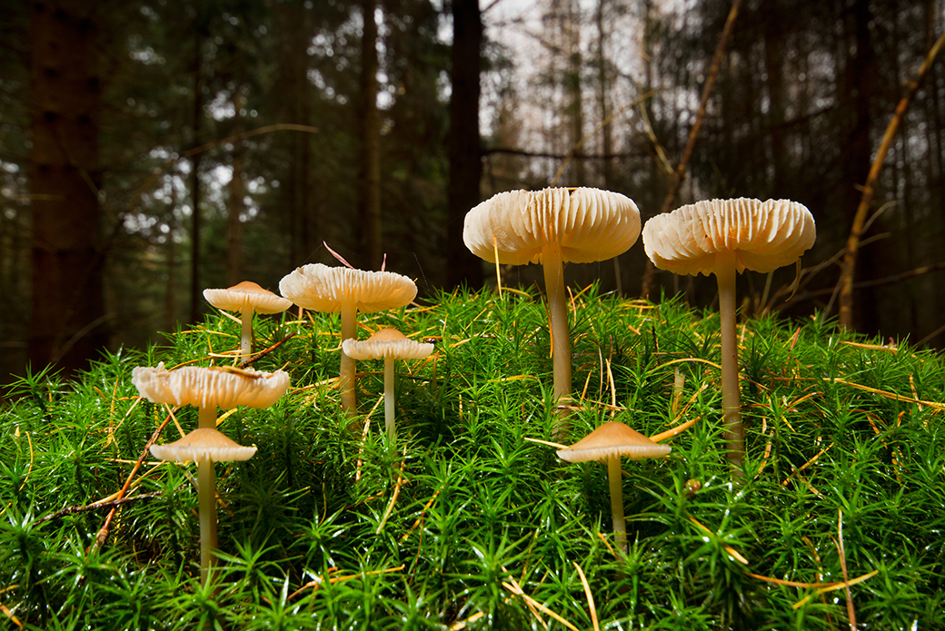 edible magic mushrooms