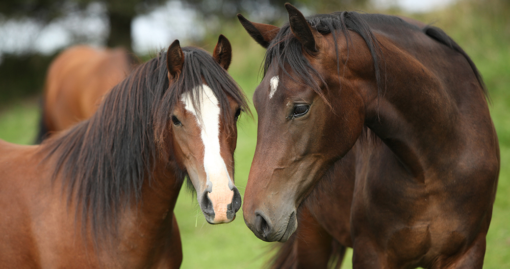 two brown horses, left with a white stripe on nose, in a green pasture