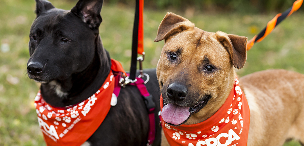 two dogs wearing aspca bandanas