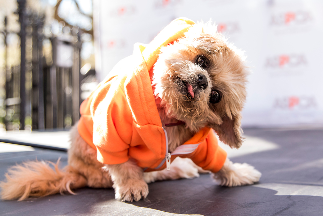 Aspca S Nyc Paws Parade And Adoptapalooza Events Result In 300 Pet Adoptions Aspca