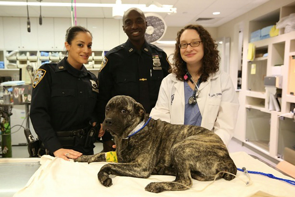 Huxley with the two NYPD officers and an ASPCA Vet
