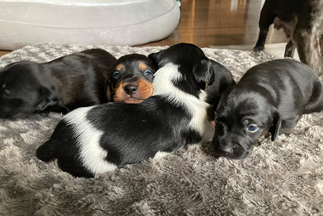 rescued puppies