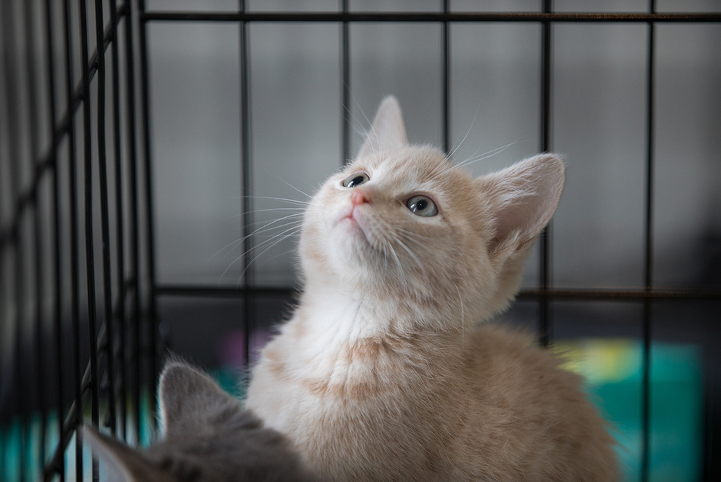 a kitten from Animal Welfare League of Arlington