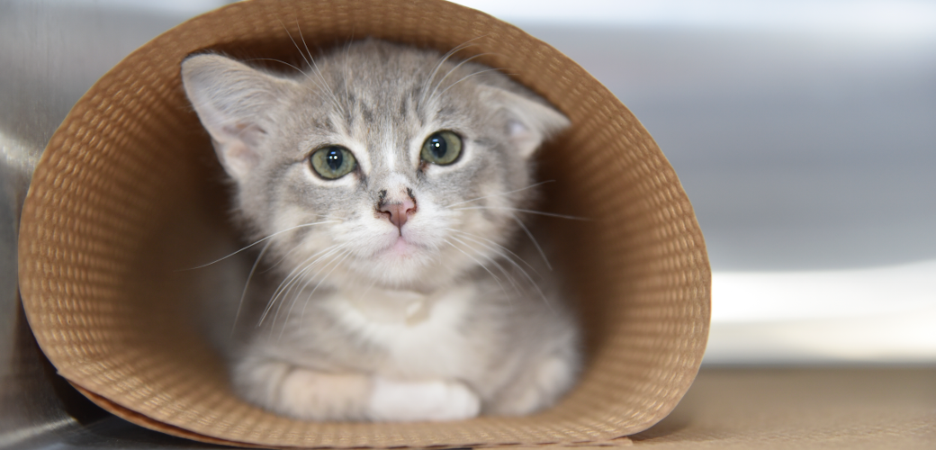 a kitten in a rolled up mat