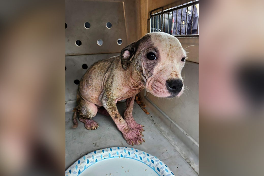 Penny on the day she was discovered by the NYPD. 