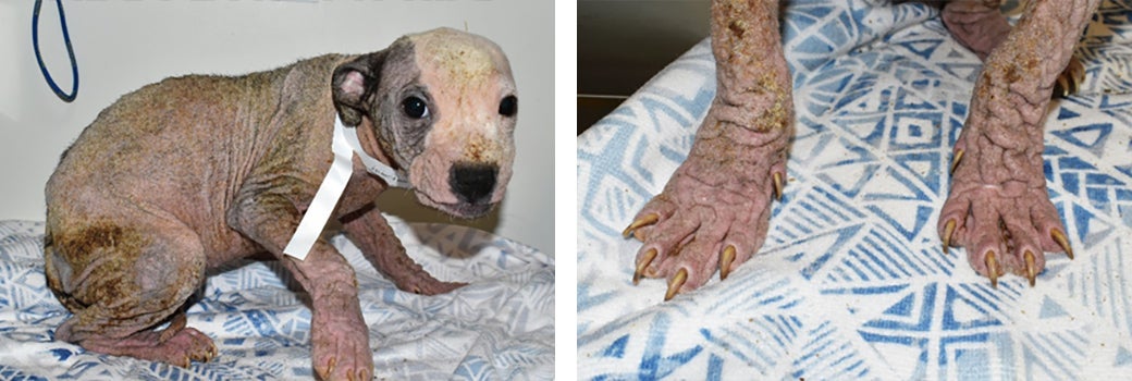 Penny’s poor skin coat was documented when she arrived at the ASPCA on November 21. 