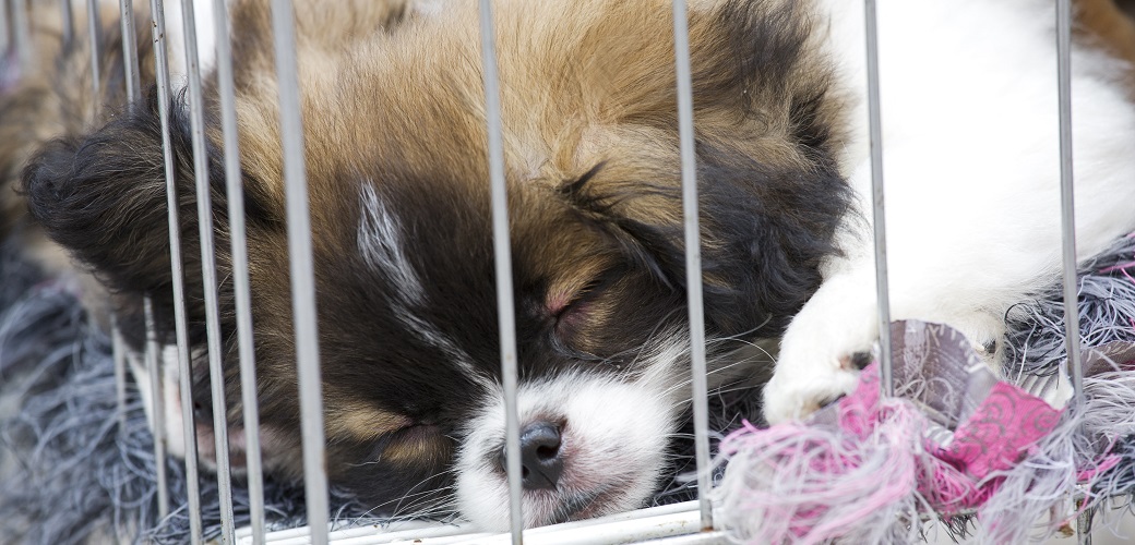 a puppy in a cage