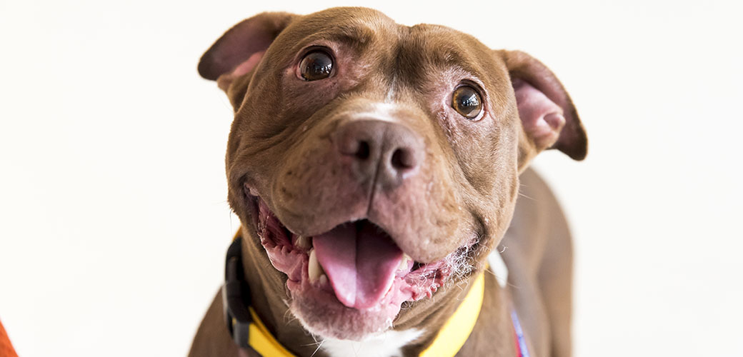 Adore-a-Bull Dogs Need You! Honor Pit Bull Awareness Day this Saturday |  ASPCA