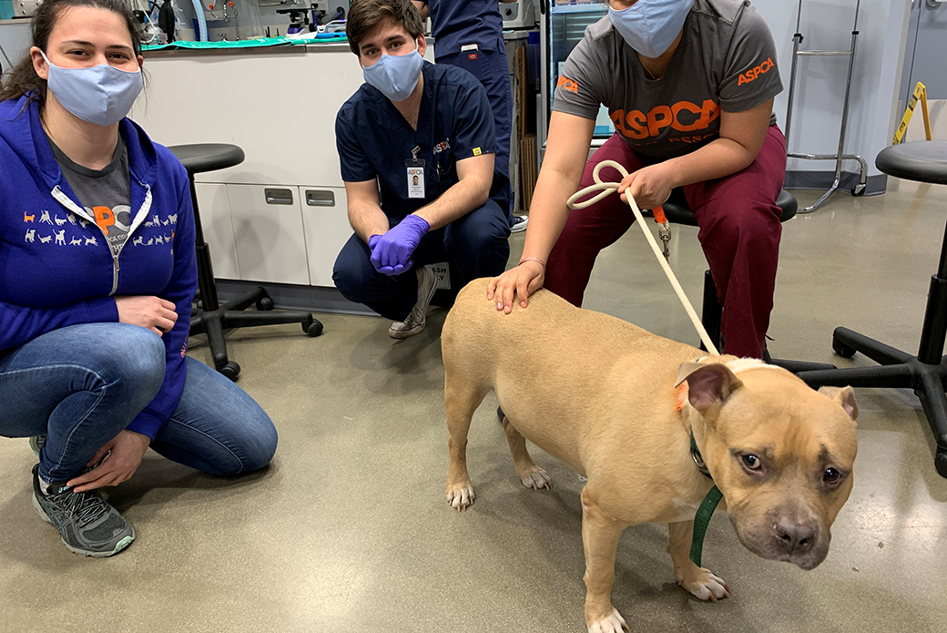 ASPCA staff with a pitbull patient