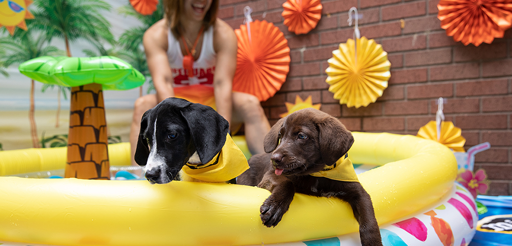two puppies in a kiddie pool