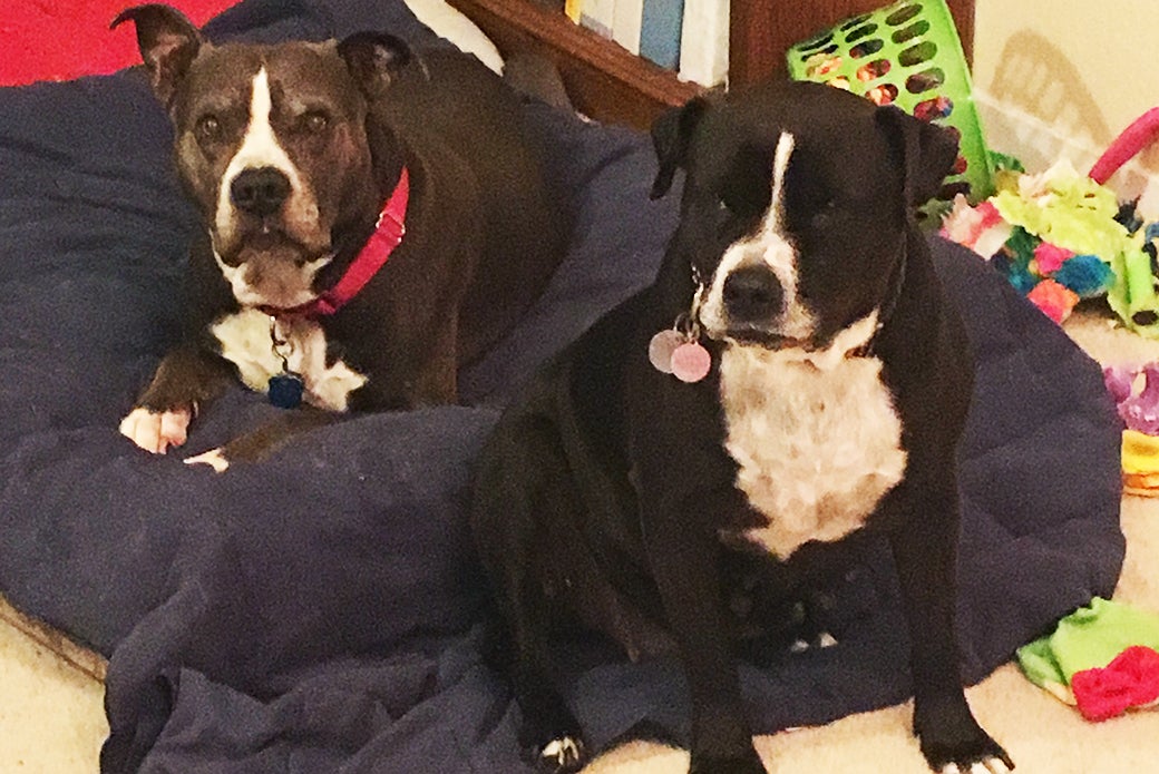 Olivia with her new brother, Boss.