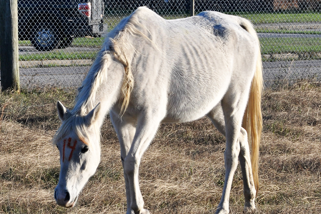 Breaking News: ASPCA Steps in to Provide Emergency Assistance for South Carolina Horses