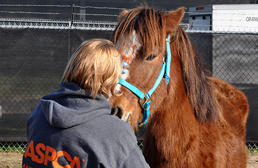 Breaking News: ASPCA Steps in to Provide Emergency Assistance for South Carolina Horses