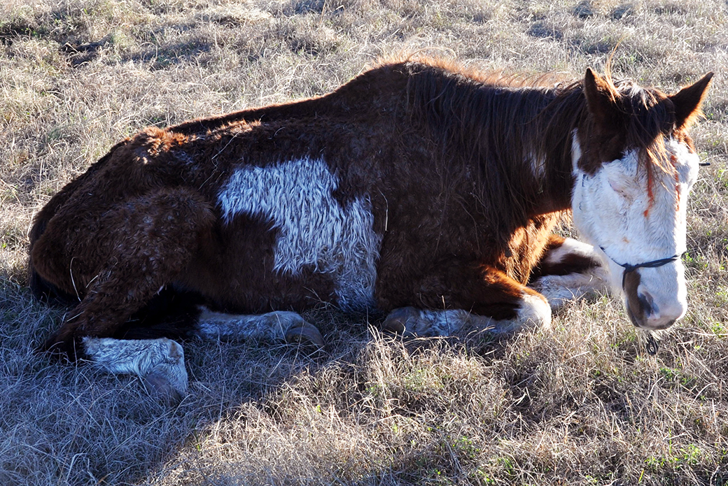 Breaking News: ASPCA Steps in to Provide Emergency Assistance for South Carolina Horses