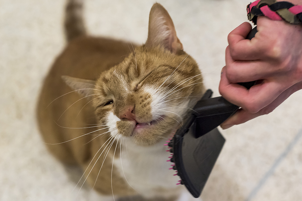 a catbeing brushed