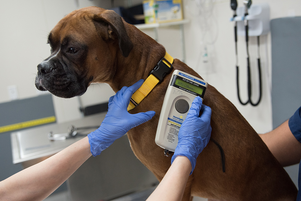 a dog being examined by a Veterinarian