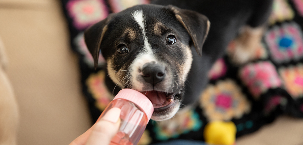 a puppy with a bottle in their mouth