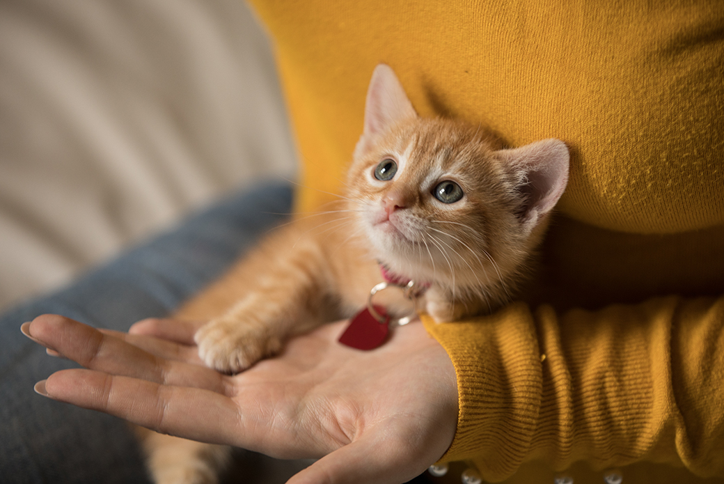 a kitten resting in a woman's lap