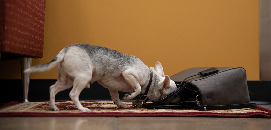 grey and white chihuahua searching a purse