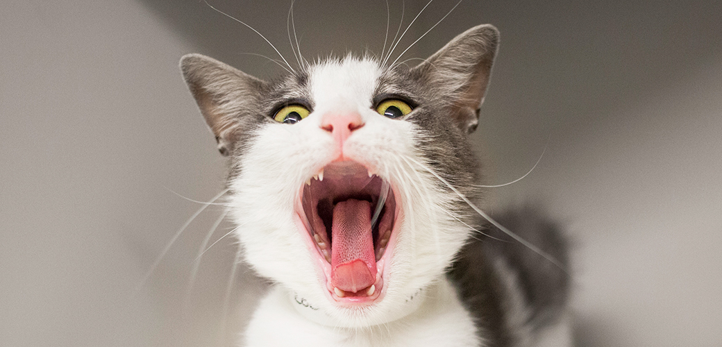 cat with its mouth open