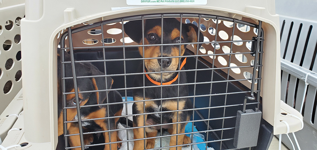 rescued dog in a carrier