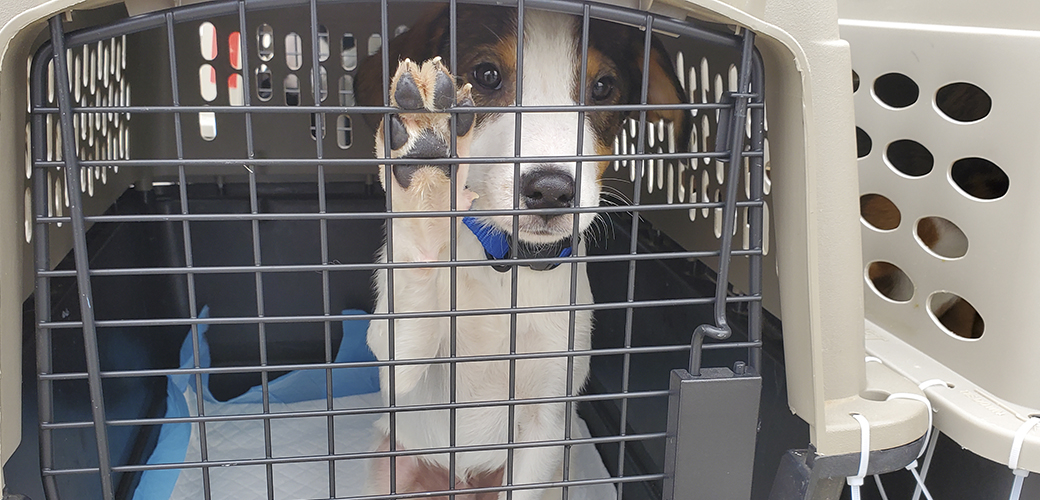 a rescued dog being transported