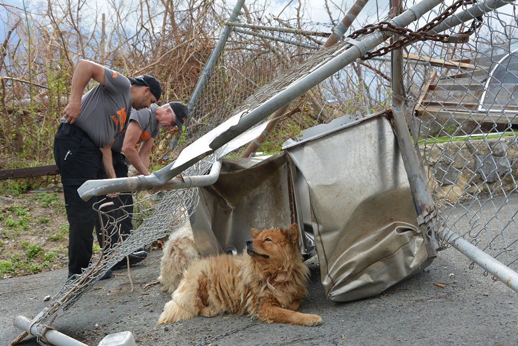 a dog being rescued from debris