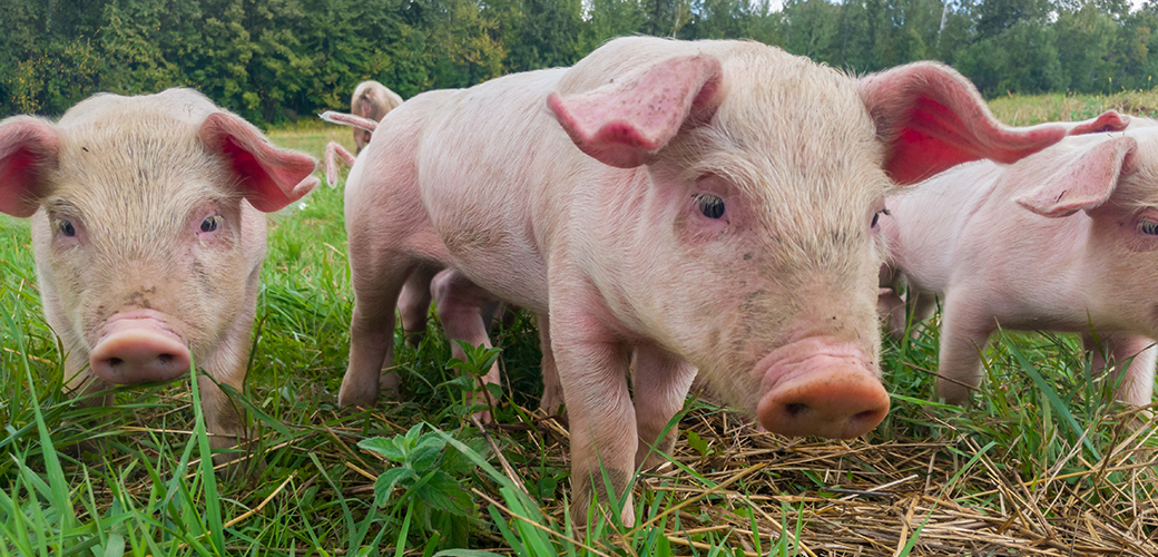 three pigs walking through grass