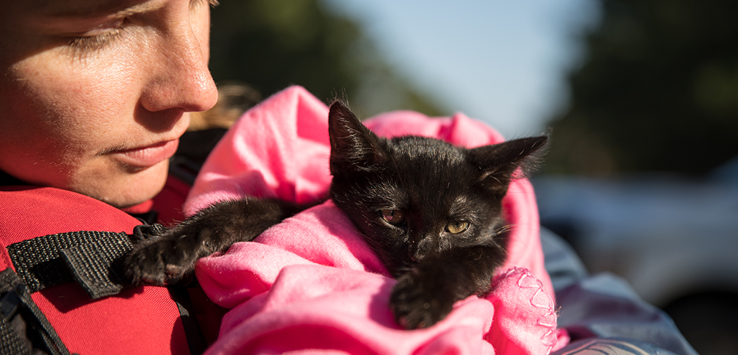 black cat in a pink blanket being held by a rescuer