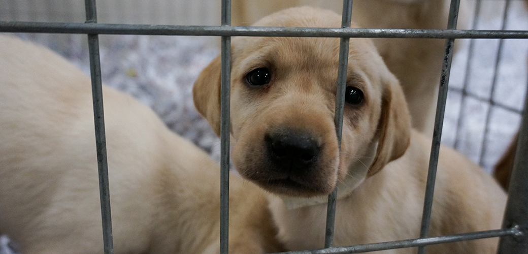 a puppy in a cage