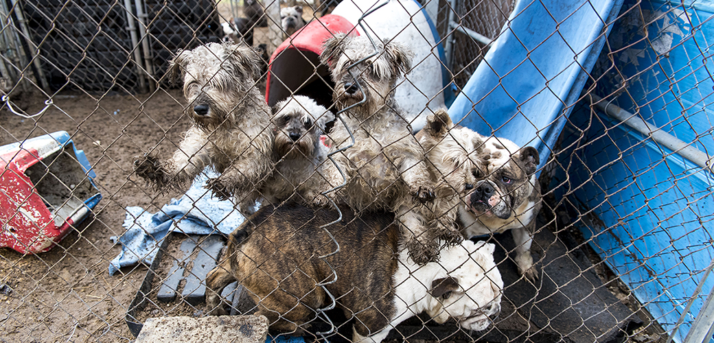 which state has most puppy mills