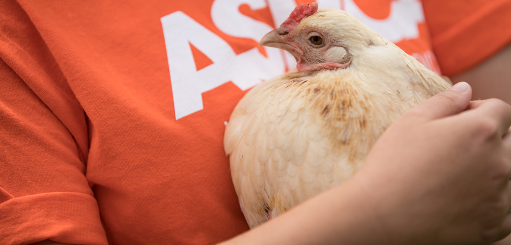 ASPCA volunteer holding a chicken