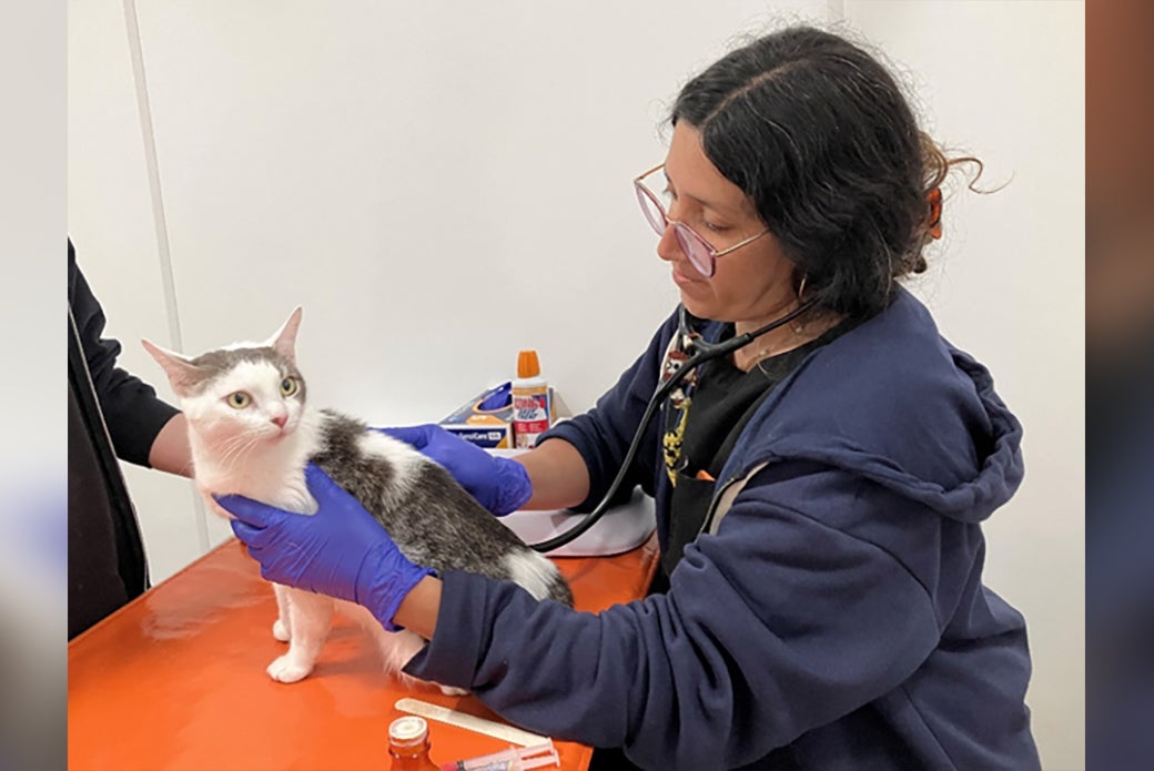 Dr. Evelyn Cintron prepares to vaccinate Luna.